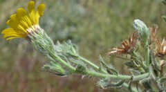 Heterotheca marginata