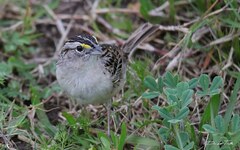 Ammodramus humeralis