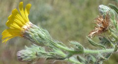 Heterotheca marginata