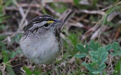 Ammodramus humeralis