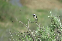 Oenanthe melanoleuca