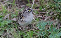 Ammodramus humeralis