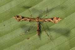 Anstenoptilia marmarodactyla