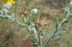 Heterotheca marginata