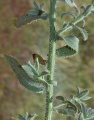 Heterotheca marginata