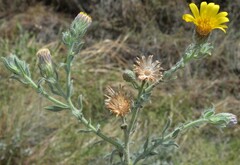 Heterotheca marginata