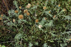 Heterotheca marginata