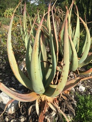 Aloe