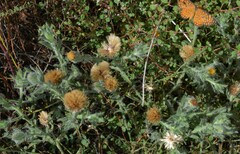 Heterotheca marginata