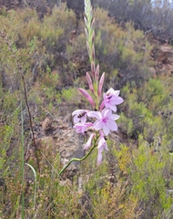 Watsonia knysnana