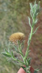 Heterotheca marginata