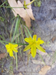 Tricoryne elatior