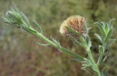 Heterotheca marginata