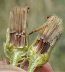 Heterotheca marginata