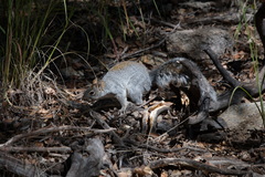 Sciurus arizonensis