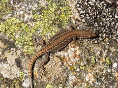 Podarcis guadarramae guadarramae