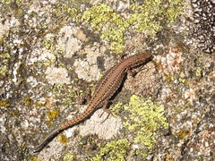 Podarcis guadarramae guadarramae