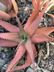 Aloe chabaudii