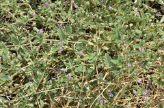 Mirabilis comata