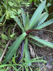Tradescantia spathacea