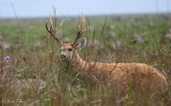 Blastocerus dichotomus