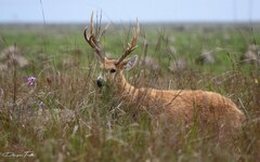 Blastocerus dichotomus