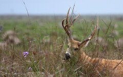 Blastocerus dichotomus