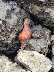 Triplofusus giganteus