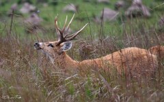 Blastocerus dichotomus