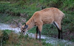 Blastocerus dichotomus