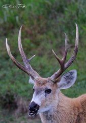 Blastocerus dichotomus