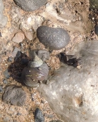 Littorina littorea