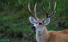 Blastocerus dichotomus