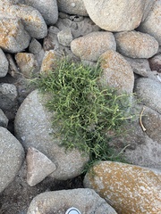 Pectocarya platycarpa