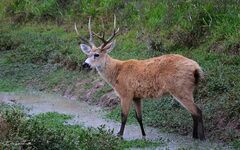 Blastocerus dichotomus
