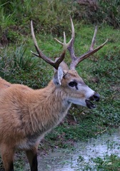 Blastocerus dichotomus