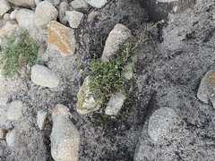 Pectocarya platycarpa