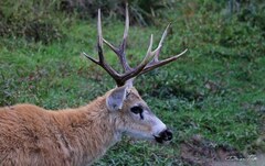 Blastocerus dichotomus