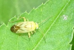 Taylorilygus apicalis