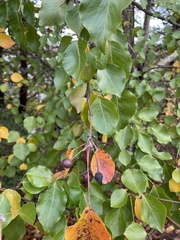 Pyrus