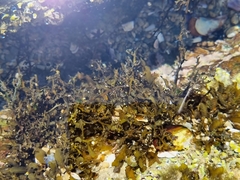Sargassum elegans