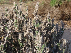 Crucianella maritima