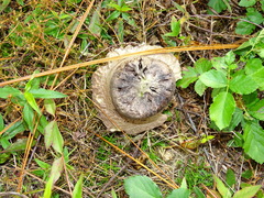Calvatia cyathiformis