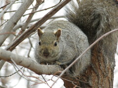 Sciurus carolinensis