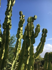 Euphorbia ingens