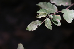 Planera aquatica