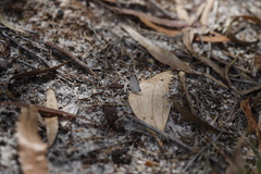 Candalides xanthospilos