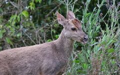 Mazama gouazoubira