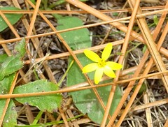 Hypoxis juncea