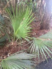 Sabal palmetto